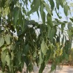 Red River Gum (Eucalyptus Camaldulensis) 100 seeds