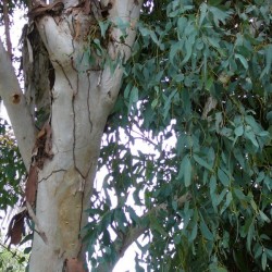 Red River Gum (Eucalyptus Camaldulensis) 100 seeds