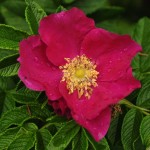 Red Rugosa Rose (Rosa Rugosa Rubra) 10 seeds