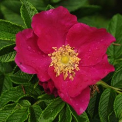 Red Rugosa Rose (Rosa Rugosa Rubra) 30 seeds