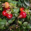 Red Rugosa Rose (Rosa Rugosa Rubra) 10 seeds