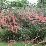 Red Yucca (Hesperaloe Parviflora) 25 seeds