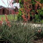 Red Yucca (Hesperaloe Parviflora) 10 seeds