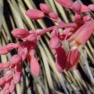 Red Yucca (Hesperaloe Parviflora) 25 seeds