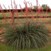 Red Yucca (Hesperaloe Parviflora) 10 seeds