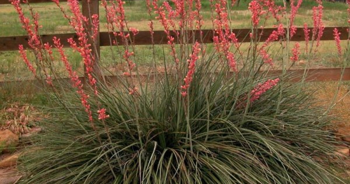 Buy Red Yucca (Hesperaloe Parviflora) 10+ seeds online