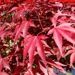 Red-leaved Japanese Maple (Acer Palmatum Atropurpureum) 20 seeds