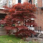 Red-leaved Japanese Maple (Acer Palmatum Atropurpureum) 20 seeds