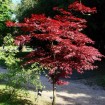 Red-leaved Japanese (0cer Palmatum Atropurpureum) 10 seeds