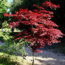 Red-leaved Japanese Maple (Acer Palmatum Atropurpureum) 20 seeds