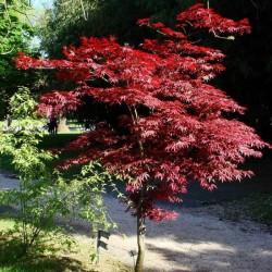 Red-leaved Japanese (0cer Palmatum Atropurpureum) 10 seeds