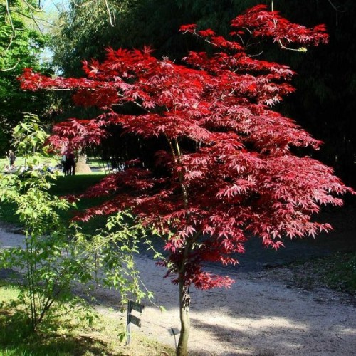 Red-leaved Japanese (Acer Palmatum Atropurpureum) 10 seeds