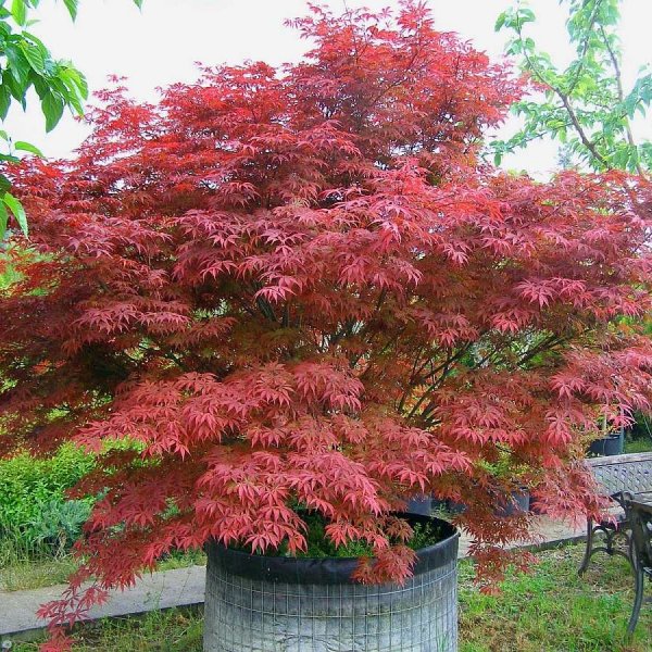 20 seeds Acer palmatum atropurpureum SAFLAX Red Japanese Maple