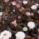 Redleaved Ninebark (Physocarpus Opulifolius Atropurpurea) 20 seeds