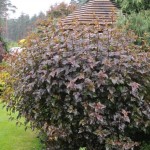 Redleaved Ninebark (Physocarpus Opulifolius Atropurpurea) 20 seeds