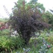 Redleaved Ninebark (Physocarpus Opulifolius Atropurpurea) 20 seeds