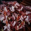 Redleaved Ninebark (Physocarpus Opulifolius Atropurpurea) 20 seeds