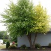River Birch (Betula Nigra) 10 seeds