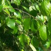 River Birch (Betula Nigra) 200 seeds