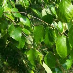 River Birch (Betula Nigra) 10 seeds