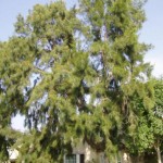 River She-Oak (Casuarina Cunninghamiana) 500 seeds