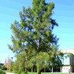 River She-Oak (Casuarina Cunninghamiana) 50 seeds