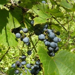 Riverbank Grape (Vitis Riparia) 40 seeds