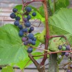 Riverbank Grape (Vitis Riparia) 20 seeds