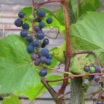 Riverbank Grape (Vitis Riparia) 40 seeds