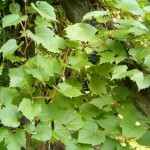 Riverbank Grape (Vitis Riparia) 10 seeds