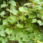 Riverbank Grape (Vitis Riparia) 40 seeds