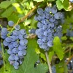 Riverbank Grape (Vitis Riparia) 5 seeds