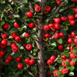 Rockspray Cotoneaster (Cotoneaster Horizontalis) 20 seeds