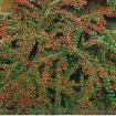 Rockspray Cotoneaster (Cotoneaster Horizontalis) 10 seeds