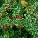 Rockspray Cotoneaster (Cotoneaster Horizontalis) 20 seeds