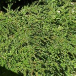 Rockspray Cotoneaster (Cotoneaster Horizontalis) 10 seeds