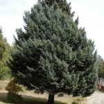 Blue Mountain Douglas Fir (Pseudotsuga Menziesii Glauca) 20 seeds