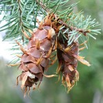 Blue Mountain Douglas Fir (Pseudotsuga Menziesii Glauca) 10 seeds