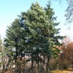 Blue Mountain Douglas Fir (Pseudotsuga Menziesii Glauca) 10 seeds