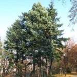 Blue Mountain Douglas Fir (Pseudotsuga Menziesii Glauca) 20 seeds