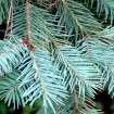 Blue Mountain Douglas Fir (Pseudotsuga Menziesii Glauca) 20 seeds