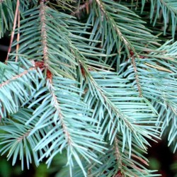 Blue Mountain Douglas Fir (Pseudotsuga Menziesii Glauca) 20 seeds