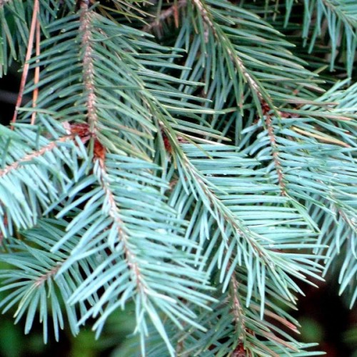 Blue Mountain Douglas Fir (Pseudotsuga Menziesii Glauca) 10 seeds