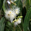 Rose gum (Eucalyptus Grandis) 100 seeds