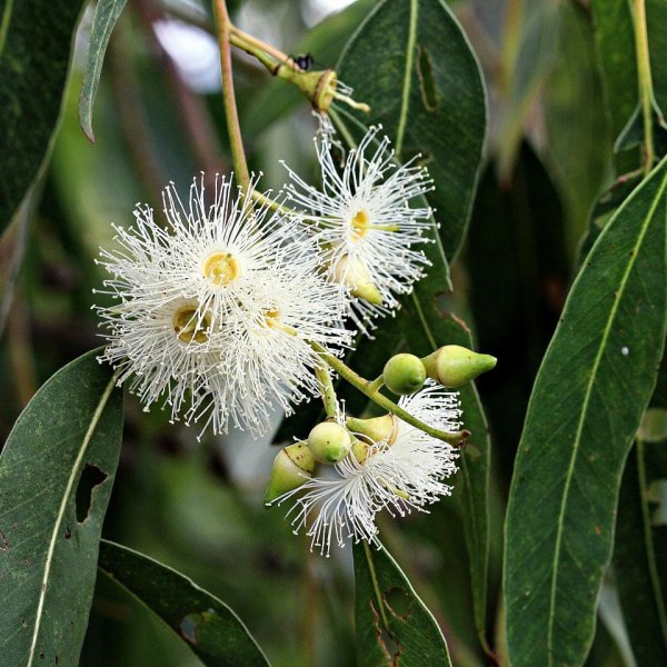 50 to 2,600 Fresh Seeds Eucalyptus grandis Select Quantity Rose Gum Tree