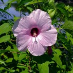 Rose Mallow (Hibiscus Laevis) 40 seeds