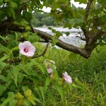 Rose Mallow (Hibiscus Laevis) 40 seeds