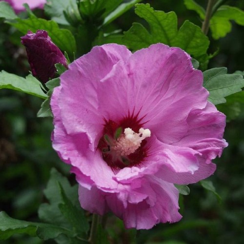 Rose Of Sharon (Hibiscus Syriacus) 15 seeds