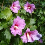 Rose Of Sharon (Hibiscus Syriacus) 50 seeds