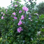 Rose Of Sharon (Hibiscus Syriacus) 50 seeds